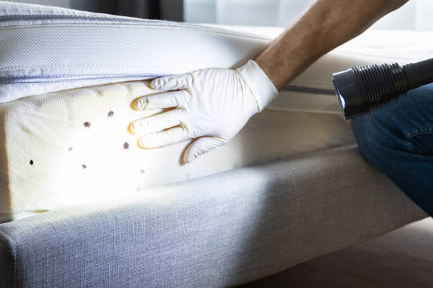 Best Residential Pest Control  in Northville, MI