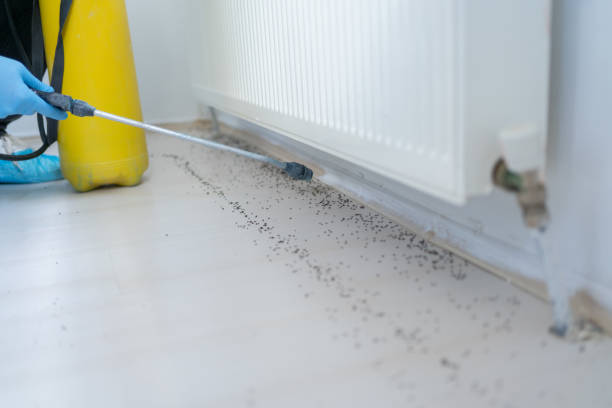 Best Cockroach Control Services  in Northville, MI